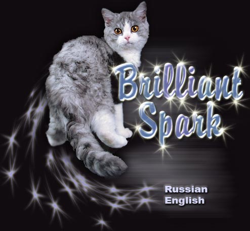 Brilliant Spark cattery